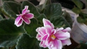 Люблю сажать красивые домашние цветы глюксиния и фиалки и разные красивые цветы