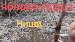 Первый заморозок. Укрываю яброко- грушу Ниши.