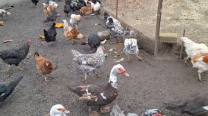 Жизнь в Деревне.