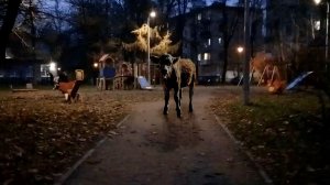 Дворик (позавчера)