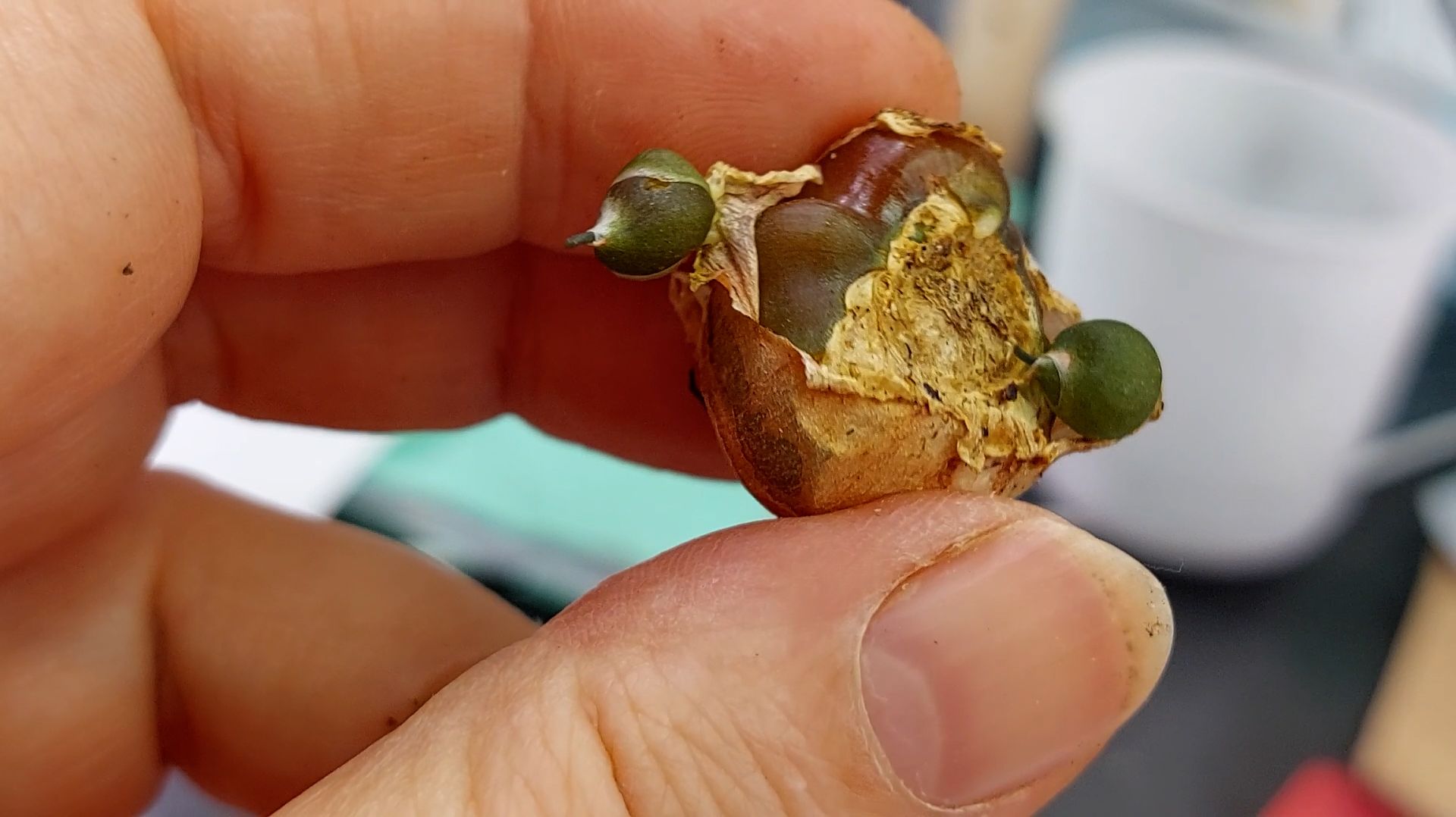 Альбука померла. Да здравствует альбука!