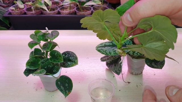 передозировка укоренителем смотреть онлайн