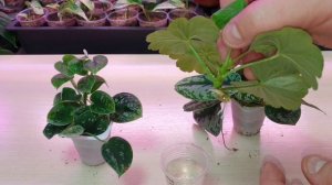 передозировка укоренителем