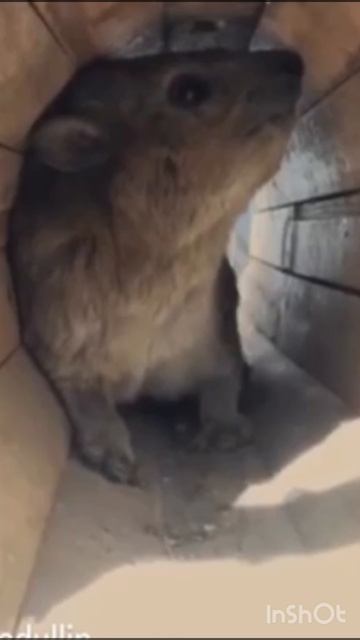 Кричалка мем смотреть онлайн