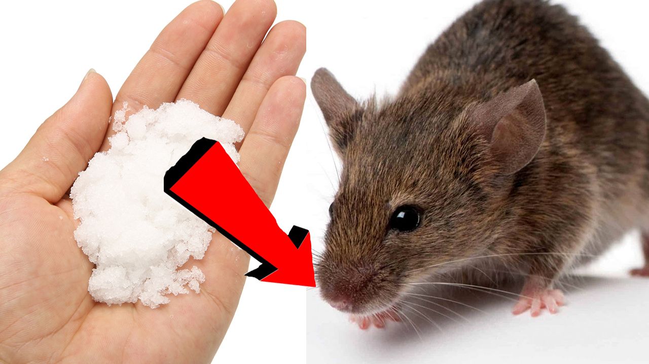 Как избавиться от мышей и крыс За 3 Секунды..!..!..!.