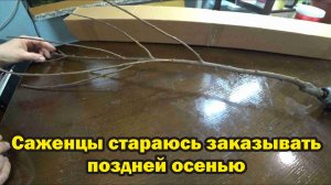 Обзор покупок с маркетплейса: саженец вишни, краска, шторы, гортензия, кедровые орехи, журналы