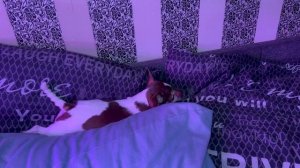 Наидобрейшего утречка и чудесного начала дня.