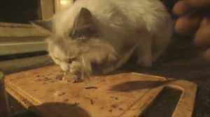 Варькины слёзы))). Так и не понял от чего - особые предпочтения кошки))).