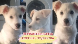 ГЕРДЕ УЖЕ 2 МЕСЯЦА//ОЧЕНЬ ХОРОШО ВЫРОСЛА//ПЕРВАЯ ПРИВИВКА