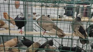 15-16  ноября Международная Выставка Голубей в Москве ч.3