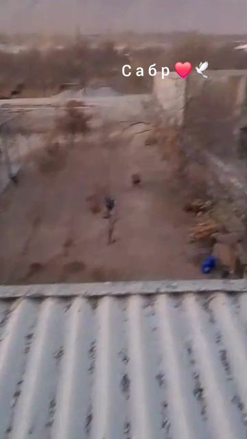 Голуби Таджикистан город Исфара смотреть онлайн