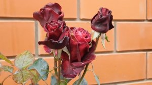 13=11=2025  уни  ПВН  (97)