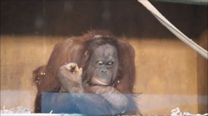 Бату посмотрел на доченьку,  спустился вниз, а Мишель занимается малышкой Бушель 13.11.2025