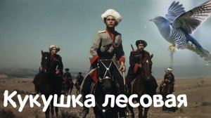 Кукушка Лесовая