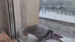 Голубь говорит: Это моё пшено, ууу курлык курлык 😜😅