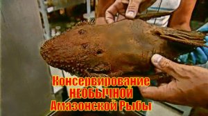 Консервирование НЕОБЫЧНОЙ Амазонской Рыбы