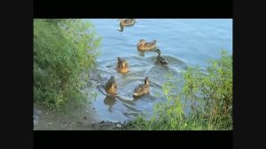 + А утки кря-кря