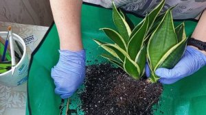 Пересадка сансевиерии с отделением детки.