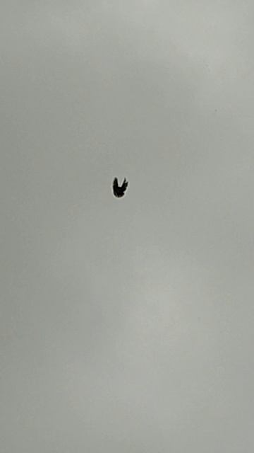 Саратовские безкружные голуби 2025г смотреть онлайн