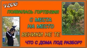 🍒 VLOG: На участке появилась гортензия/ Что ещё привезли с дома под разбор/ Веники нынче не те
