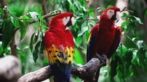 Звуки природы для релаксации и успокоения. Волшебный мир попугаев