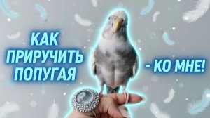 КАК ПРИУЧИТЬ ПОПУГАЯ К КОМАНДЕ "КО МНЕ"