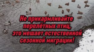 Не подкармливайте перелётных птиц - это мешает естественной сезонной миграции!