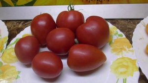 МОИ ЛЮБИМЫЕ ТОМАТНЫЕ ГНОМЫ. Дегустация 26 сортов. 2024 год.