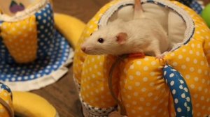 Щелкунчик.Аниматоры