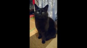 Мяу от чёрного кота