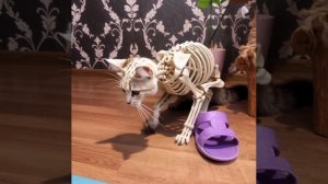 Кот превращение в скелета