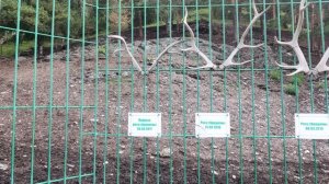 Зоопарк, Горный Алтай