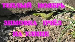 ИЗОЛЯТОРЫ В РАБОТЕ.НОЯБРЬ РЕКОРДНО ТЕПЛЫЙ.