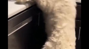 Приколы с собаками