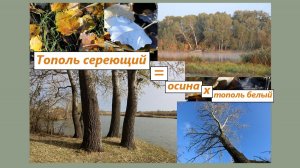 Что будет, если скрестить осину и тополь белый? Тополь сереющий. Природа постаралась