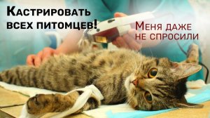- МОЖЕТ ДОГОВОРИМСЯ_  С озвучкой. Приколы с котами СМЕШНЫЕ КОТЫ