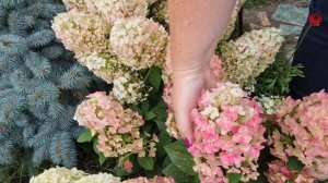 Раннецветущие гортензии