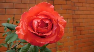 13=11=2025  уни  ПВН  (98)