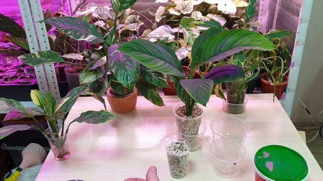 как выращивать спатифиллум в минеральном субстрате смотреть онлайн