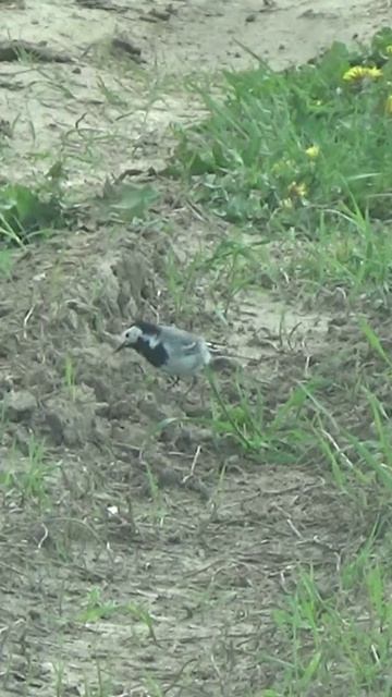 Встреча на копе В мире животных #shorts #встреча #накопе #вмиреживотных #metaldetecting