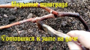 Готовимся к зиме,укрытие