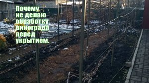 Не делаю обработку винограда перед укрытием