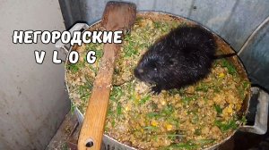 Тазик "оливье" для НУТРИЙ. 08.11.25