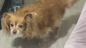 На нервах все перемыла!Приготовила блинчики.Забрала Веню из больницы.Слабонервным не смотреть😨 (1)