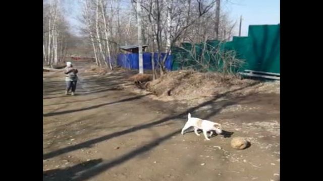 А. Колмаков собака-футболист смотреть онлайн