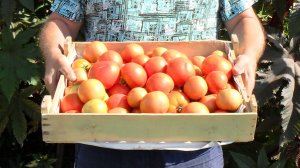 Выращиваю помидоры в открытом грунте