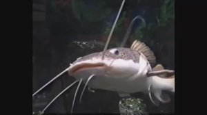 + Аквариумные рыбки