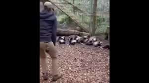 массовая смерть