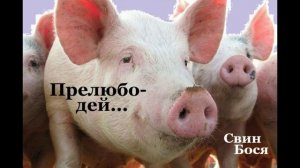 Свин Бося . Прелюбодей...