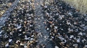 продолжения копа по дебрям